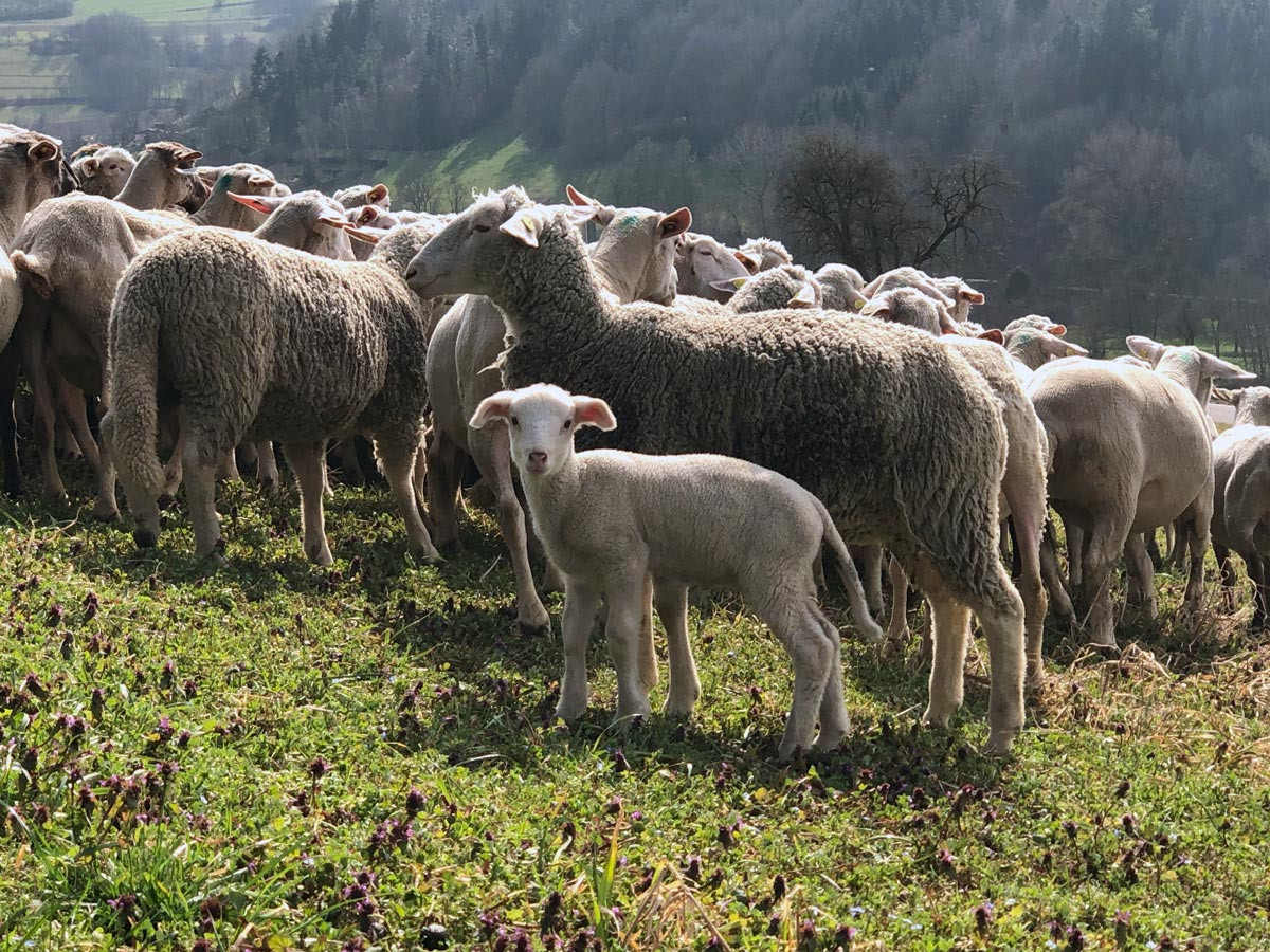 250 Schafe der Familie Bauer beweiden einen Kocherhang bei Steinkirchen.