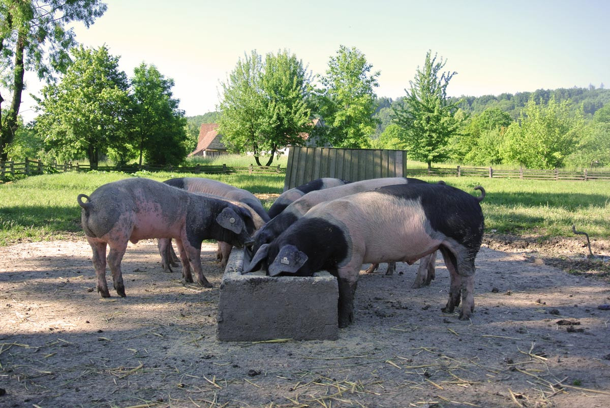Schwäbisch-Hällische Schweine fressen regionales, gentechnisch unverändertes und nachhaltig angebautes Futter.