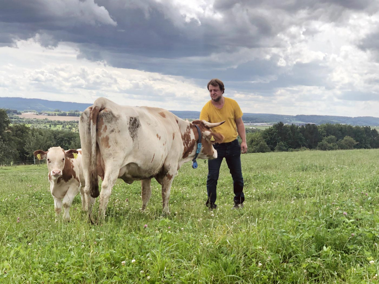 Auf einer Weide beim Rimmlingshof: Demeter-Landwirt Rainer Kubach mit Kuh und Kalb.