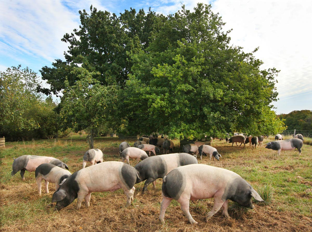 1.	Robuste Tiere: Schwäbisch-Hällische Eichelmastschweine leben vom Frühjahr bis tief in den Herbst auf der Weide.