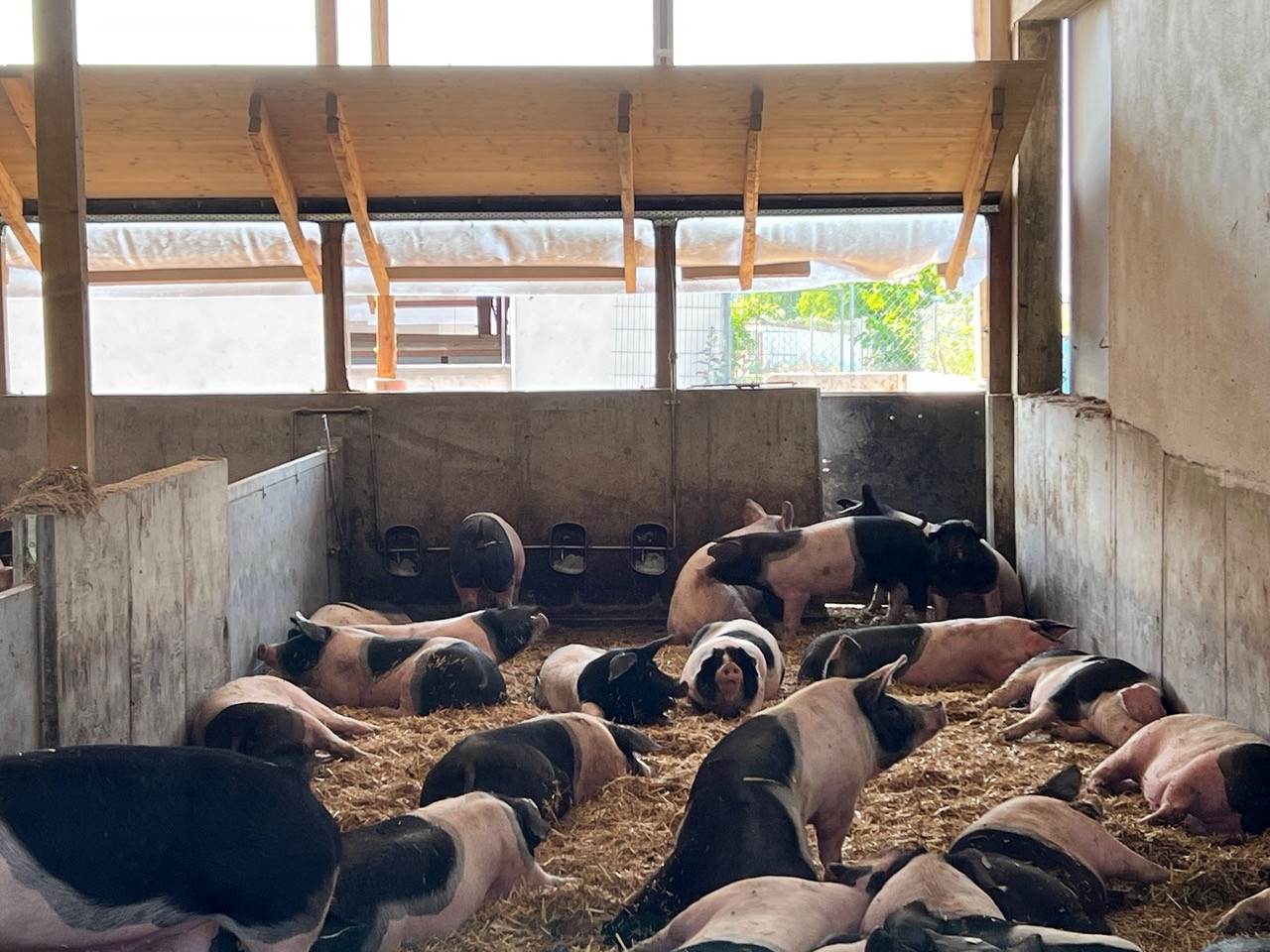 Schwäbisch-Hällische Mastschweine im großzügigen Pigport