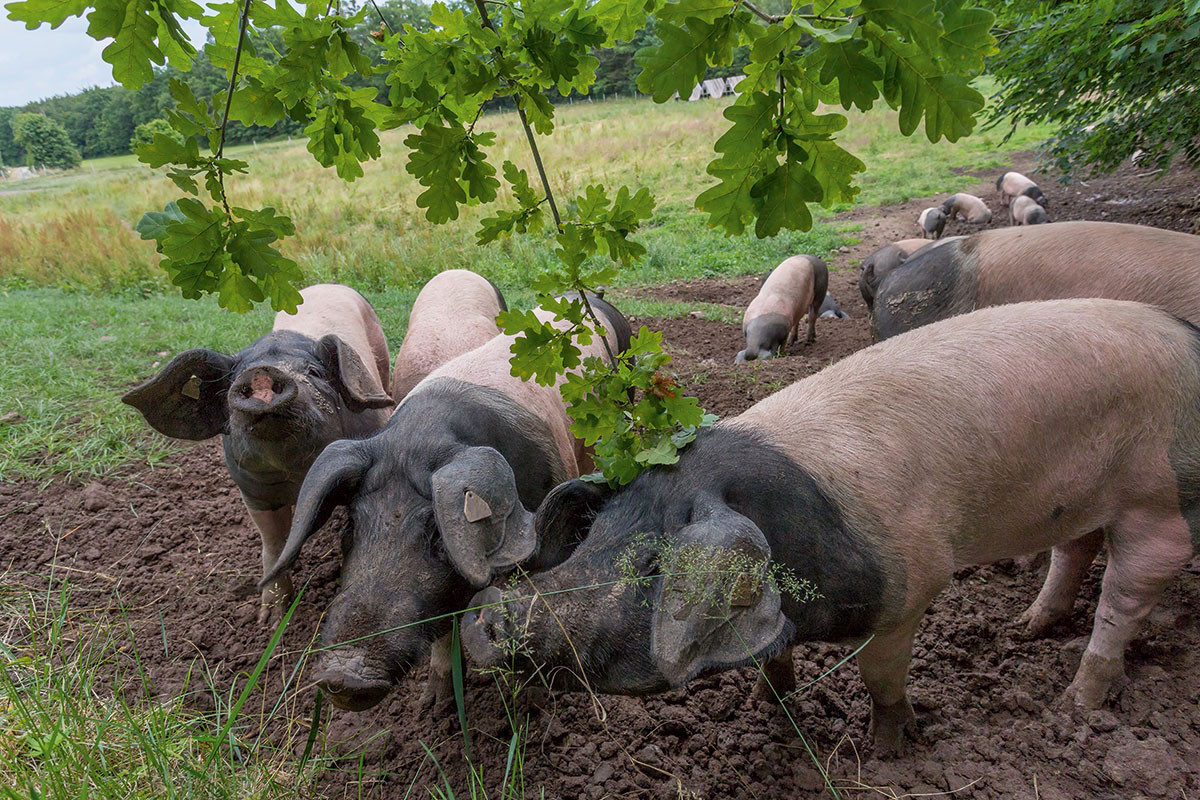 Schwäbisch-Hällische Eichelmastschweine auf der Weide.