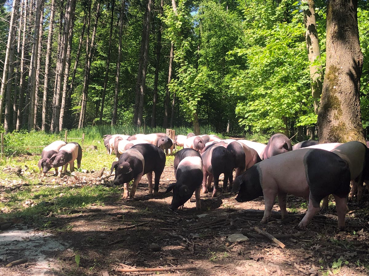 Die Schwäbisch-Hällischen Weideschweine nehmen den Wald der Walters in Besitz.
