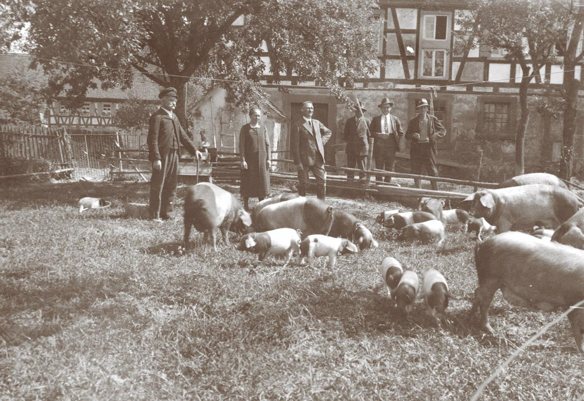Stolze Hohenloher Bauern mit ihren Schwäbisch-Hällischen um das Jahr 1900.