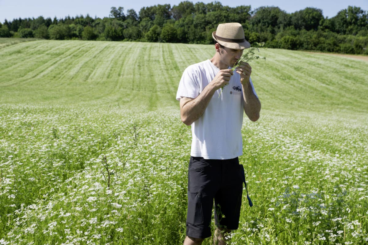 Bio-Landwirt Sebastian Bühler in einem Korianderfeld nahe Wolpertshausen.
