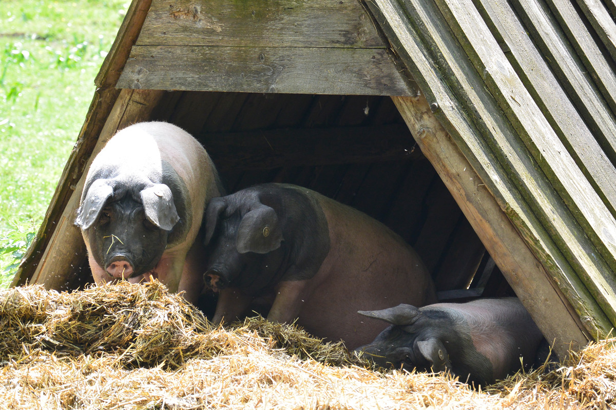 Holzhütten mit Stroheinstreu schützen die Schweine vor der Witterung.