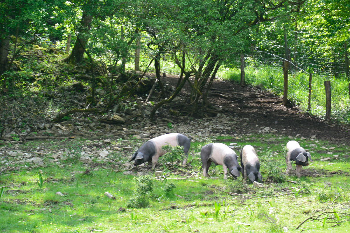 In kleinen Grüppchen schwärmen die Schwäbisch-Hällischen Weideschweine zur Futtersuche aus.