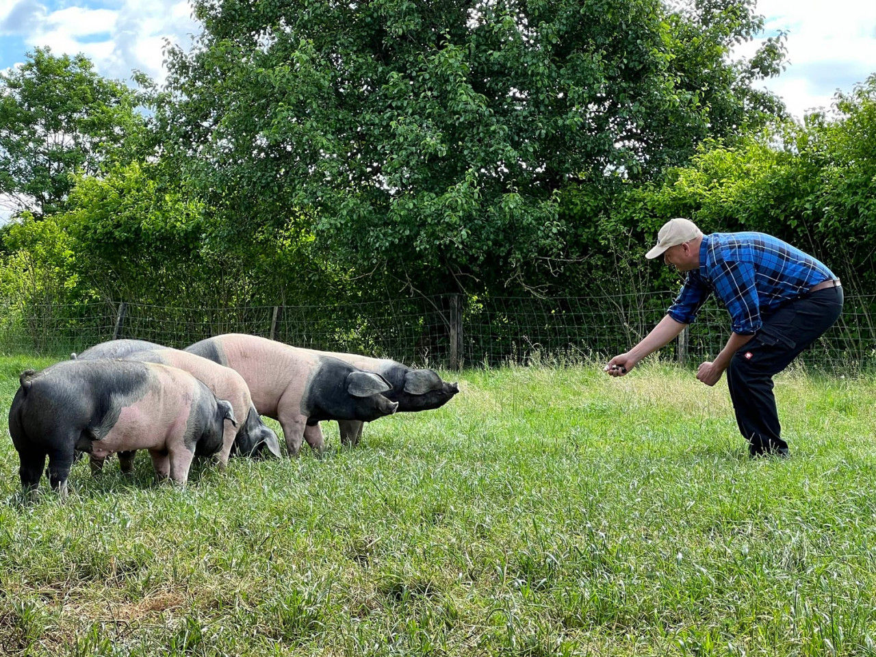 Neugierig nähern die Schwäbisch-Hällische Eichelmastschweine Fritz Wolf vom Landwirtschaftlichen Beratungsdienst.