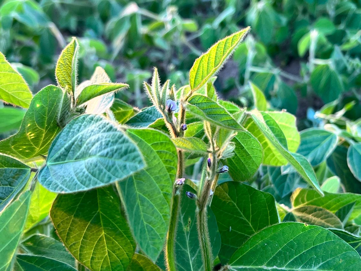 Soja – eine Pflanze mit Zukunft