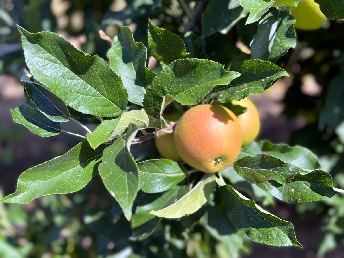Grünes Laub, saftige Früchte: Äpfel der Sorte Elstar.