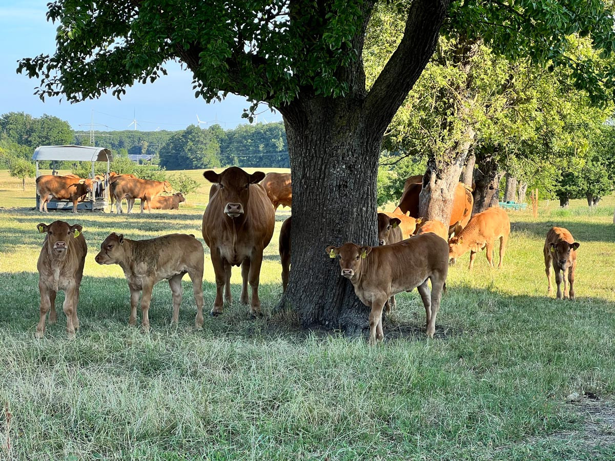 Bernd Ehrmanns Limousin-Kühe und -Kälber suchen auf der 20 Hektar großen Weide den Schatten der Bäume.