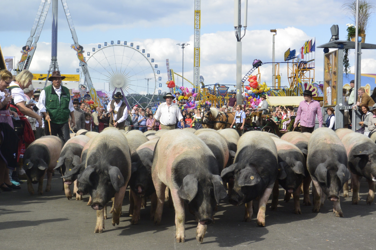 Schweinetrieb beim Volksfestumzug