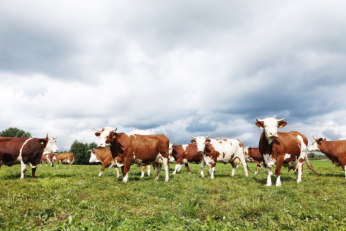 Weidehaltung: Kühe der Hohenloher Heumilchbauern.