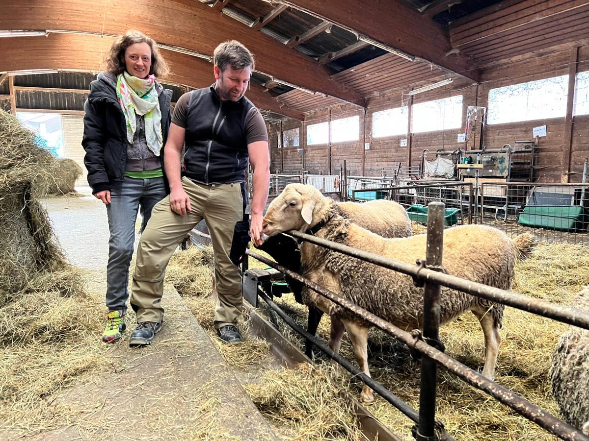 Die Lacaune-Schafe vom Reutebachhof