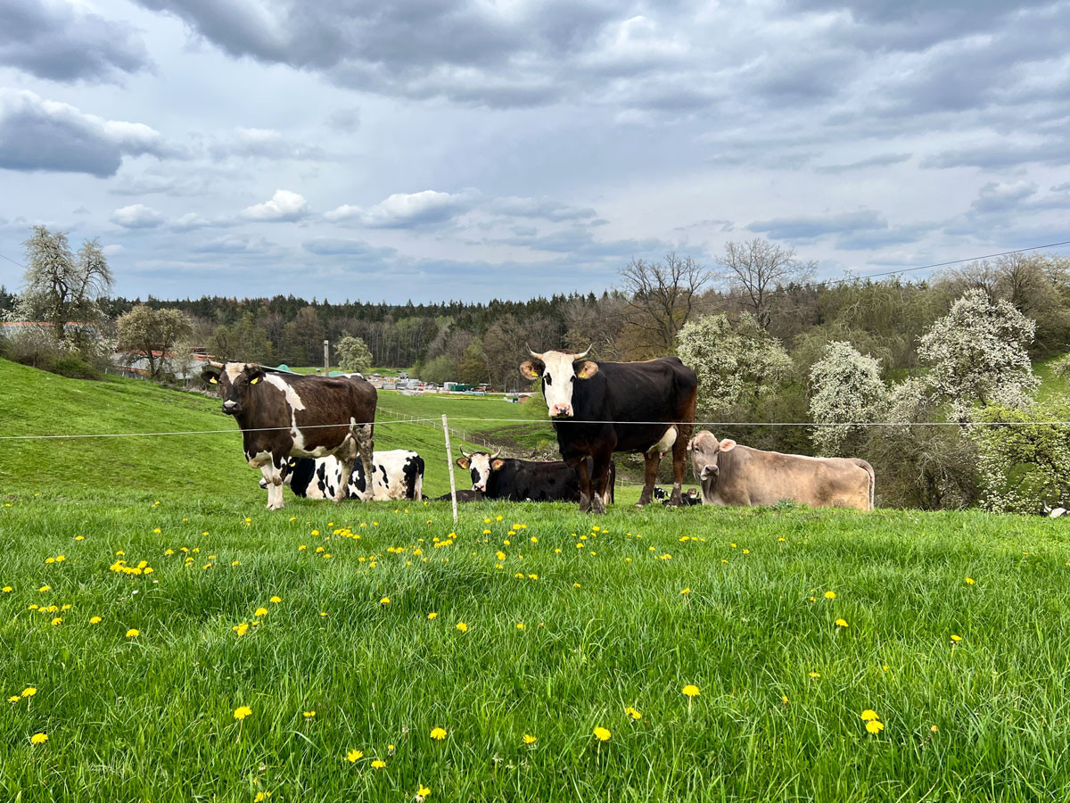 Kühe der „Uhlbachrasse“ auf der Weide.