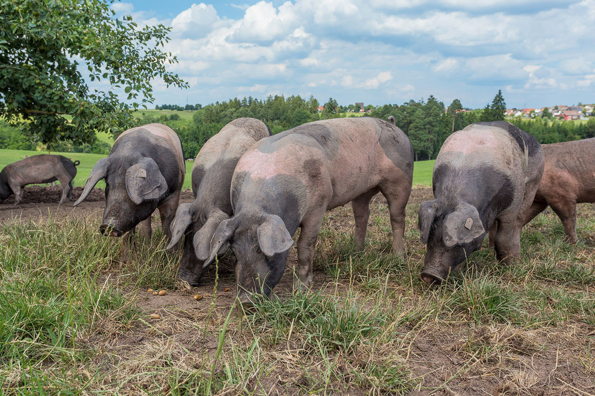 Idylle auf der Weide mit Schwäbisch-Hällischen Schweinen.