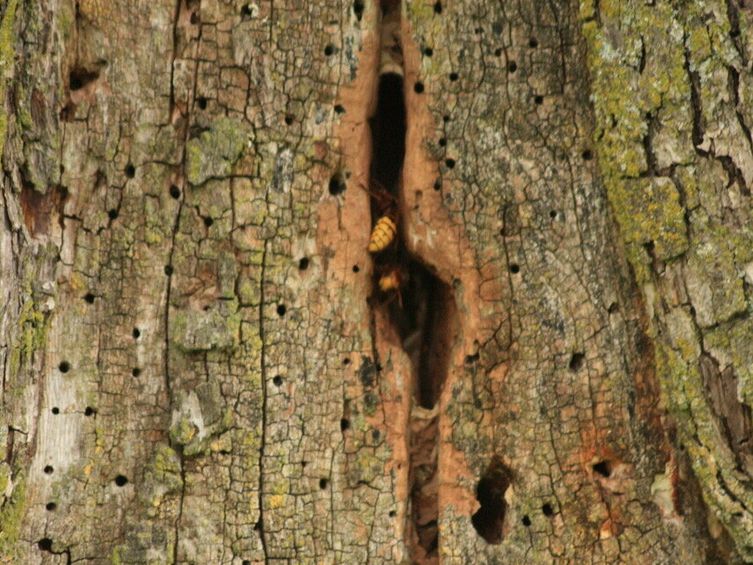 Hornissen im Birnbaum.