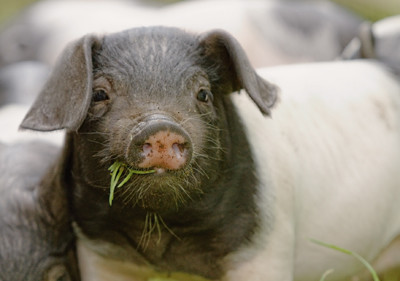 Postkarten mit Glücksschweinen