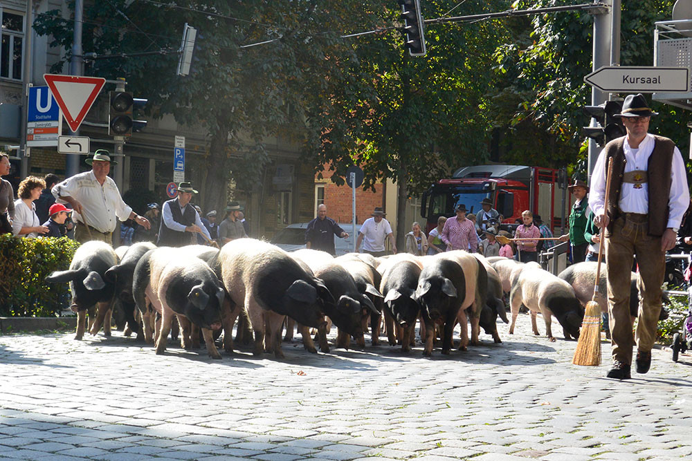 Schweinetrieb beim Volksfestumzug