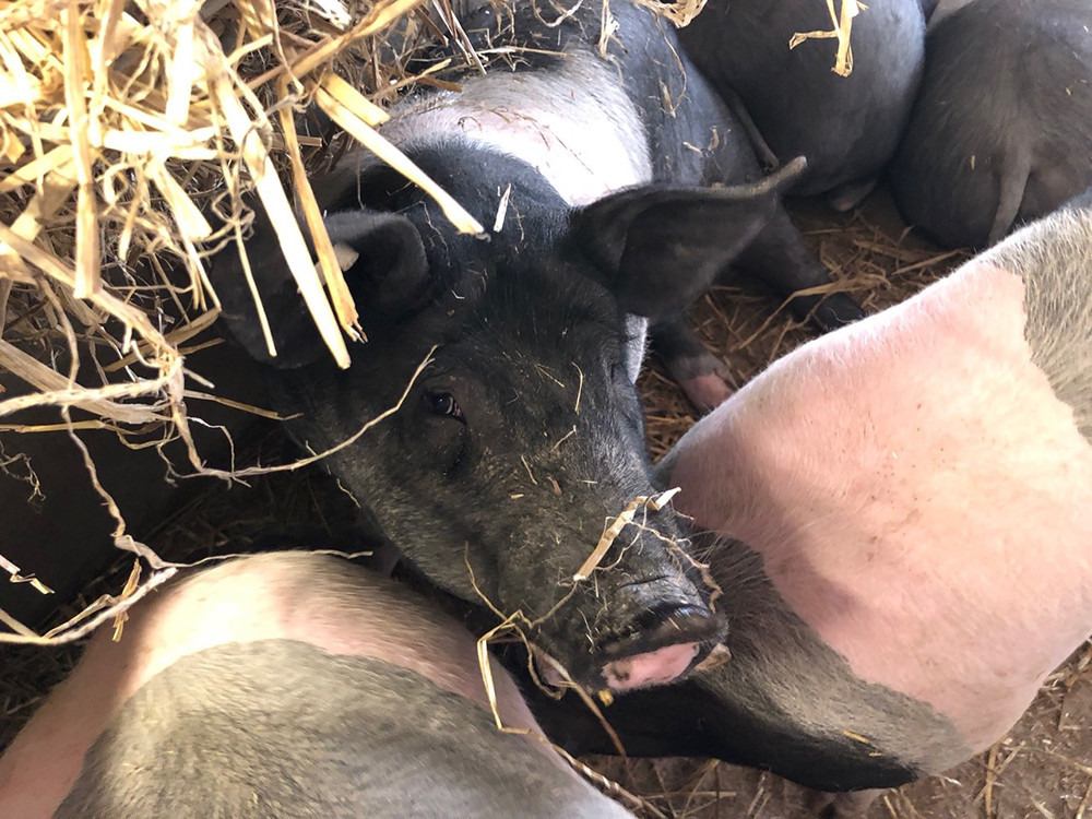 Ein Bauernjahr (3): Im Schweinestall