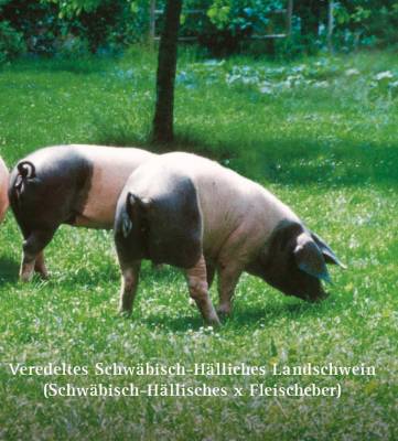 Veredeltes Schwäbisch-Haellisches Landschwein