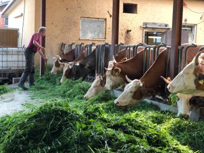 Joachim Weber-Amann verteilt Gras und Luzerneklee an die Fressstände der Kühe